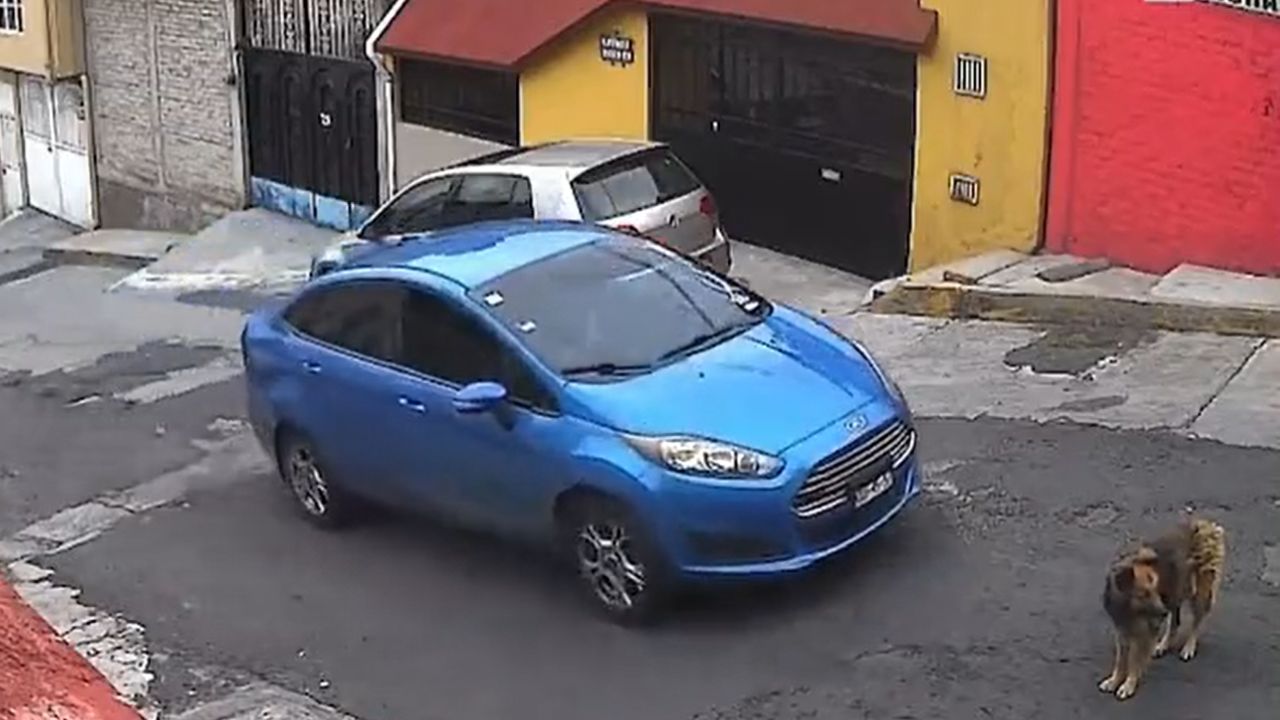 Atropellan a perrita intencionalmente en Atizapán de Zaragoza