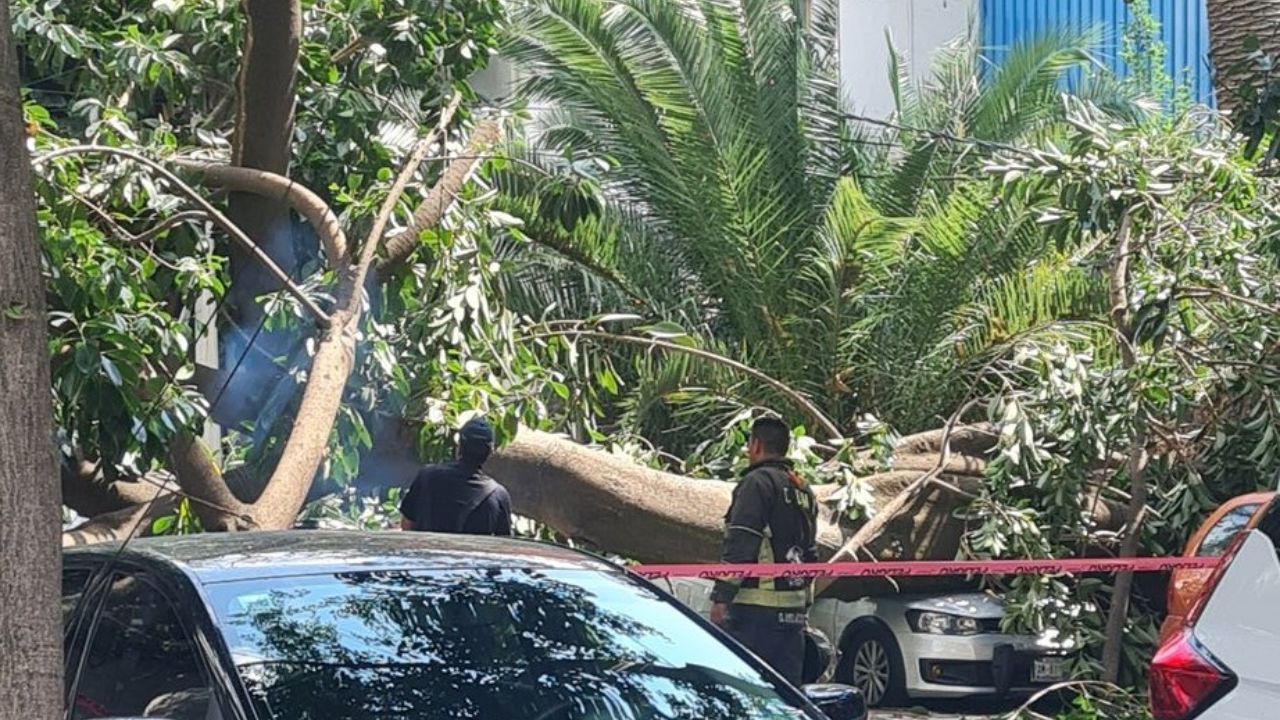 Árbol de 20 metros cae en BJ y aplasta cuatro autos