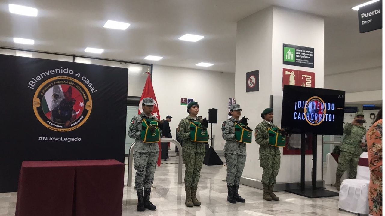 Llega a México el cachorro donado por Turquía tras la muerte de ‘Proteo’