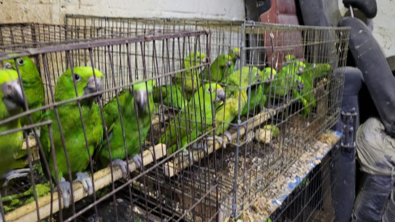 Rescatan a más de mil 500 aves en peligro de extinción en Iztapalapa