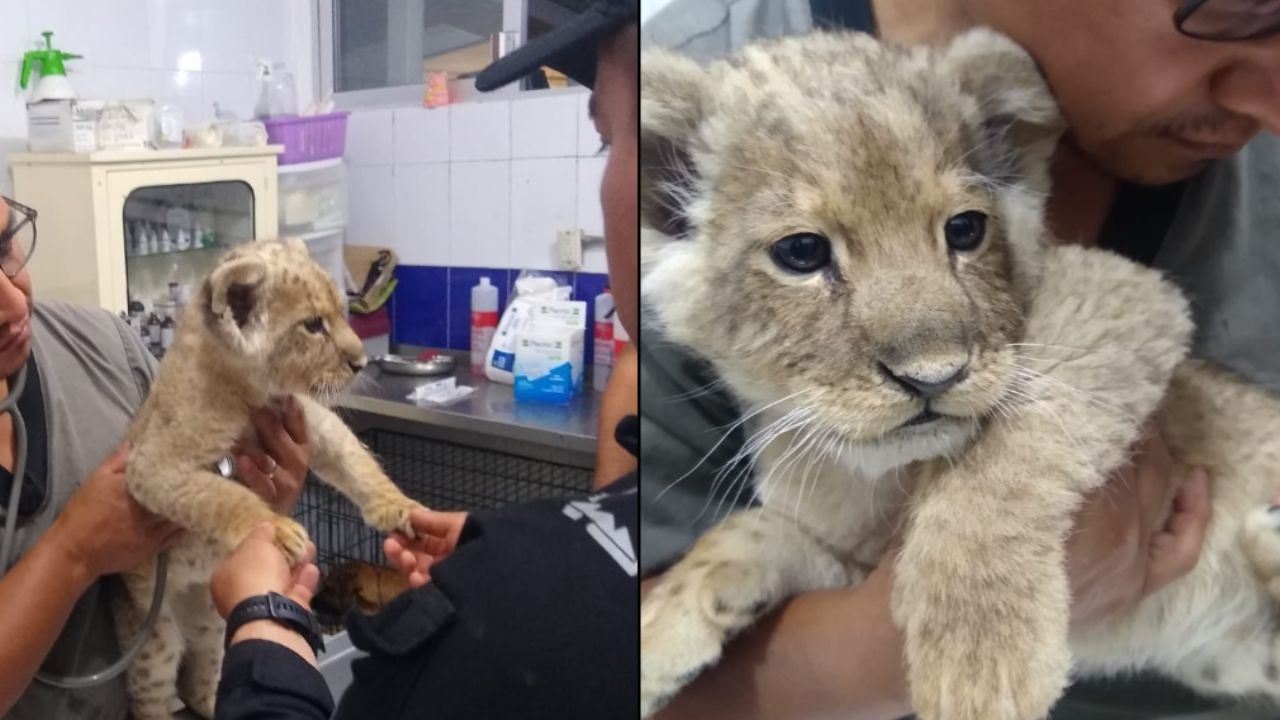 Rescatan a un cachorrito de león tras operativo en la Cuauhtémoc