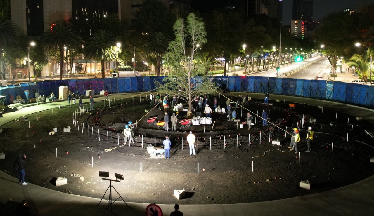 Nuevo ahuehuete llega a Paseo de la Reforma