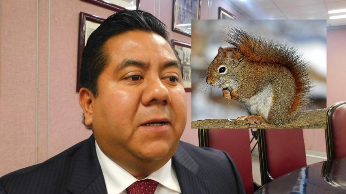 Exterminio animal: la propuesta del alcalde de Papantla en los parques