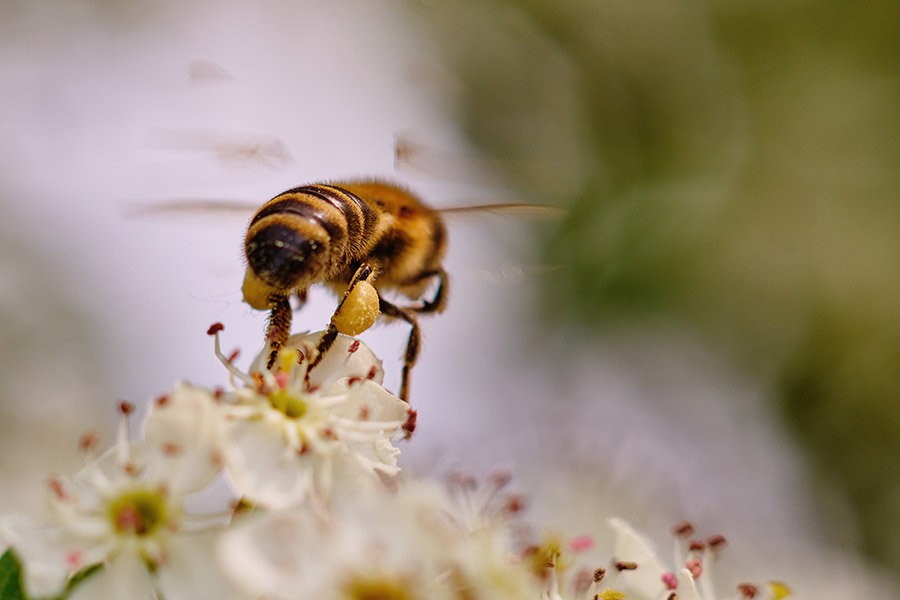 Día Mundial de las Abejas: nuestras acciones y decisiones son cruciales para preservar la especie