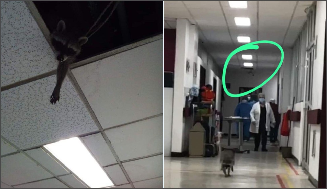 Mapache se pasea por hospital general del ISSSTE en Tamaulipas