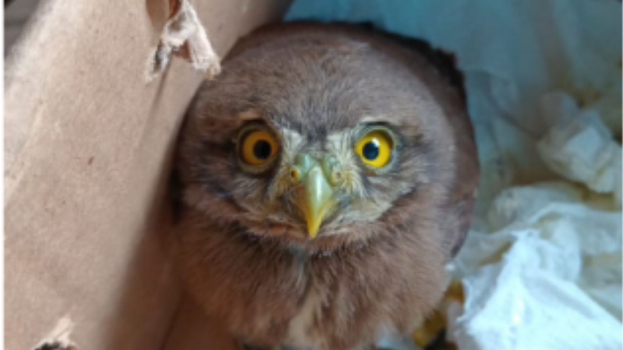 Cae hombre por comercializar aves exóticas en la Venustiano Carranza