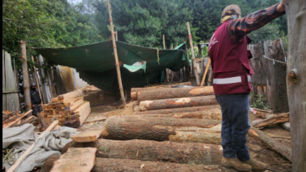 Clausuran dos aserraderos clandestinos en Tlalpan