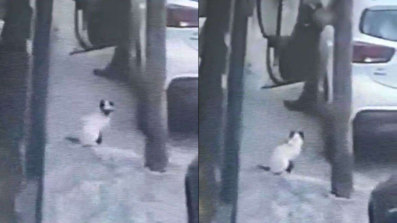 Gatito es salvajemente agredido por un hombre en Tlalnepantla