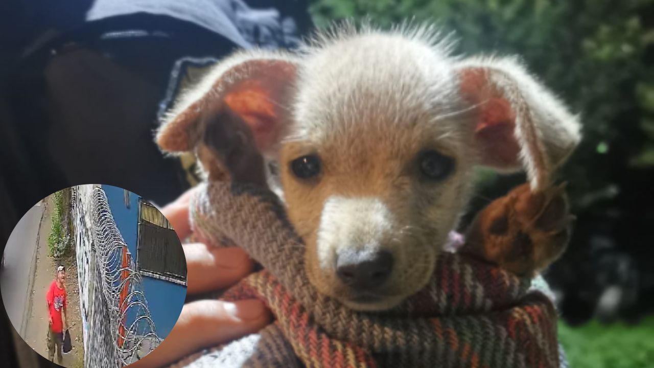 Sujeto arroja a dos perritos con sarna en un predio en Milpa Alta