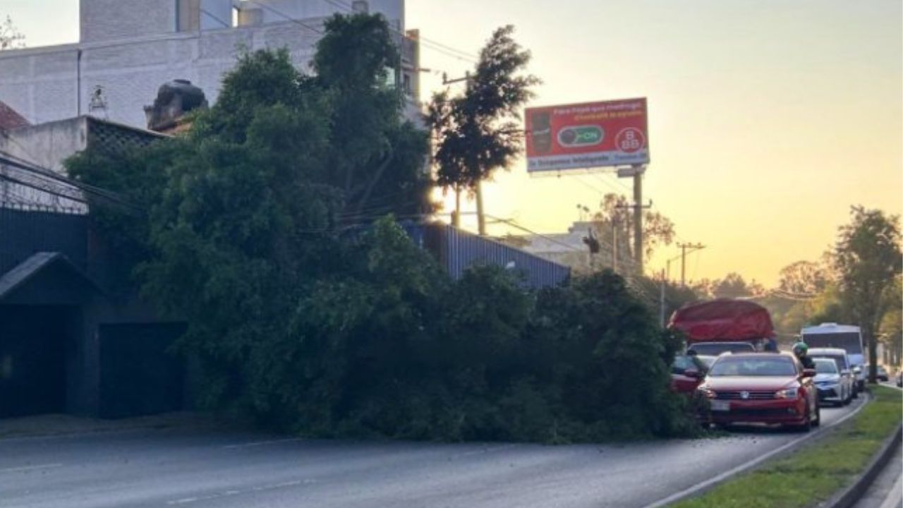 Caos vial en avenida Constituyentes por caída de árbol