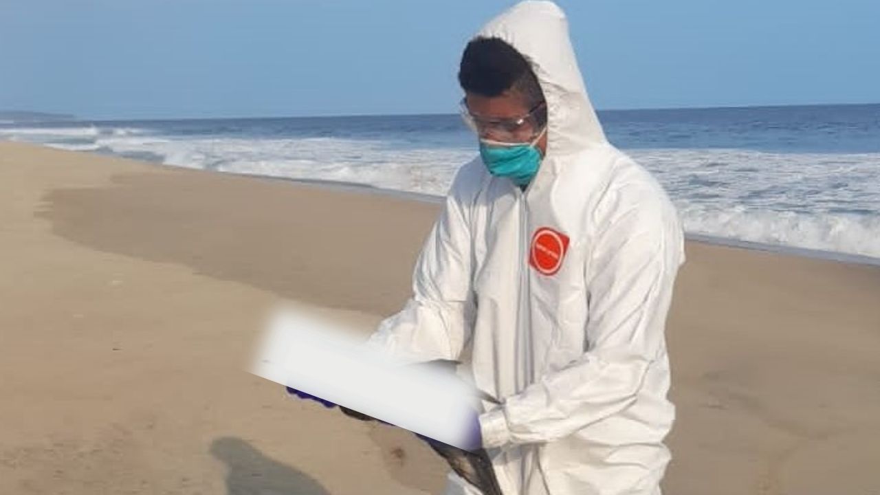 Mueren cientos de aves por fenómeno “El Niño” en costas del Pacífico