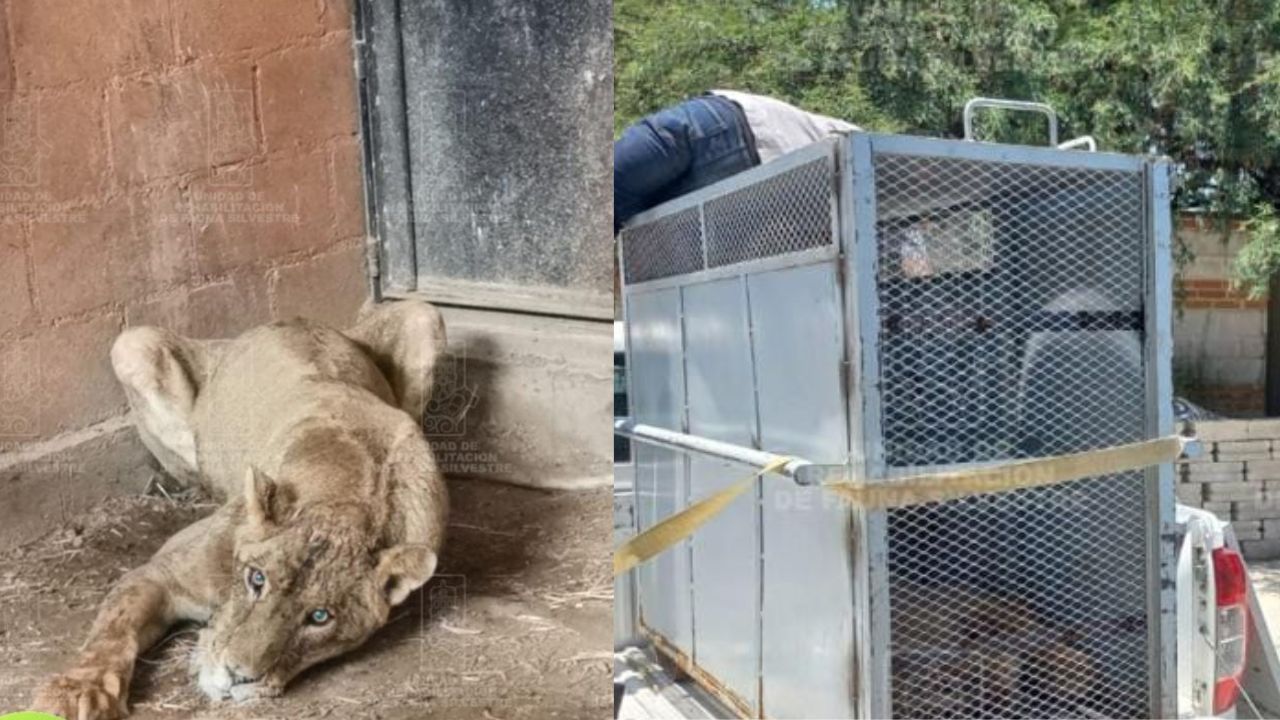 Profepa decomisa leona y multa a su dueño en Hidalgo