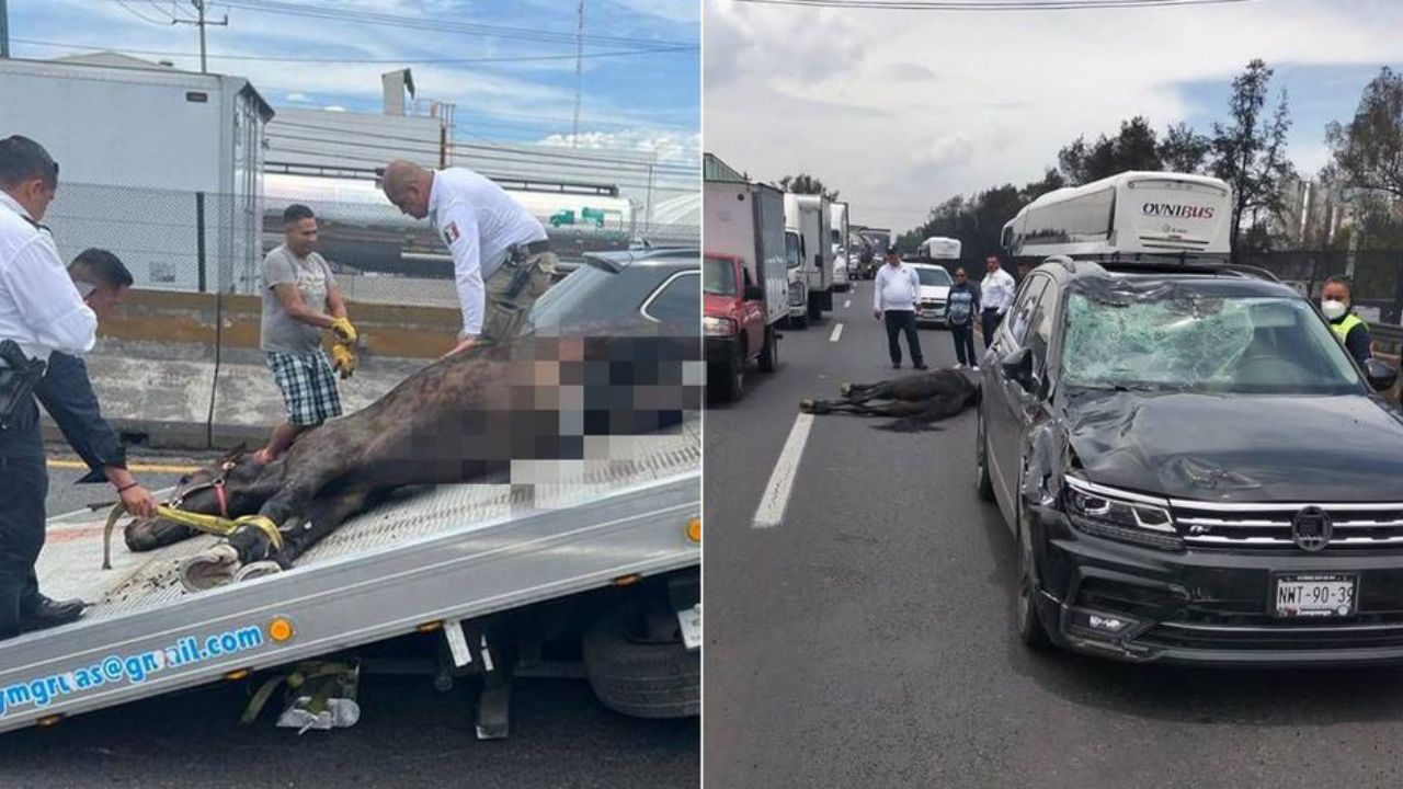 Sacrifican caballo tras ser atropellado en la México-Querétaro
