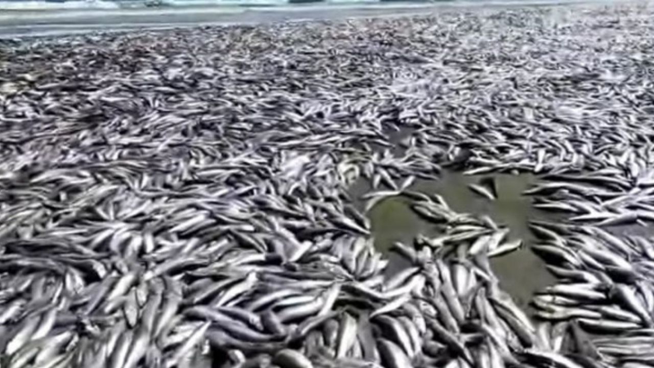 Hallan cientos de sardinas en estado de descomposición en costas de Sinaloa