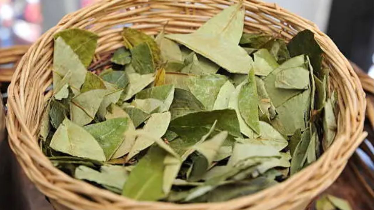 México respalda propuesta de Bolivia para quitar la hoja de coca de lista de estupefacientes