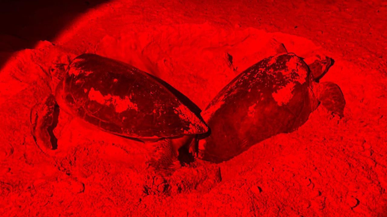 Rescatan más de 32 mil huevos de tortuga marina en Quintana Roo