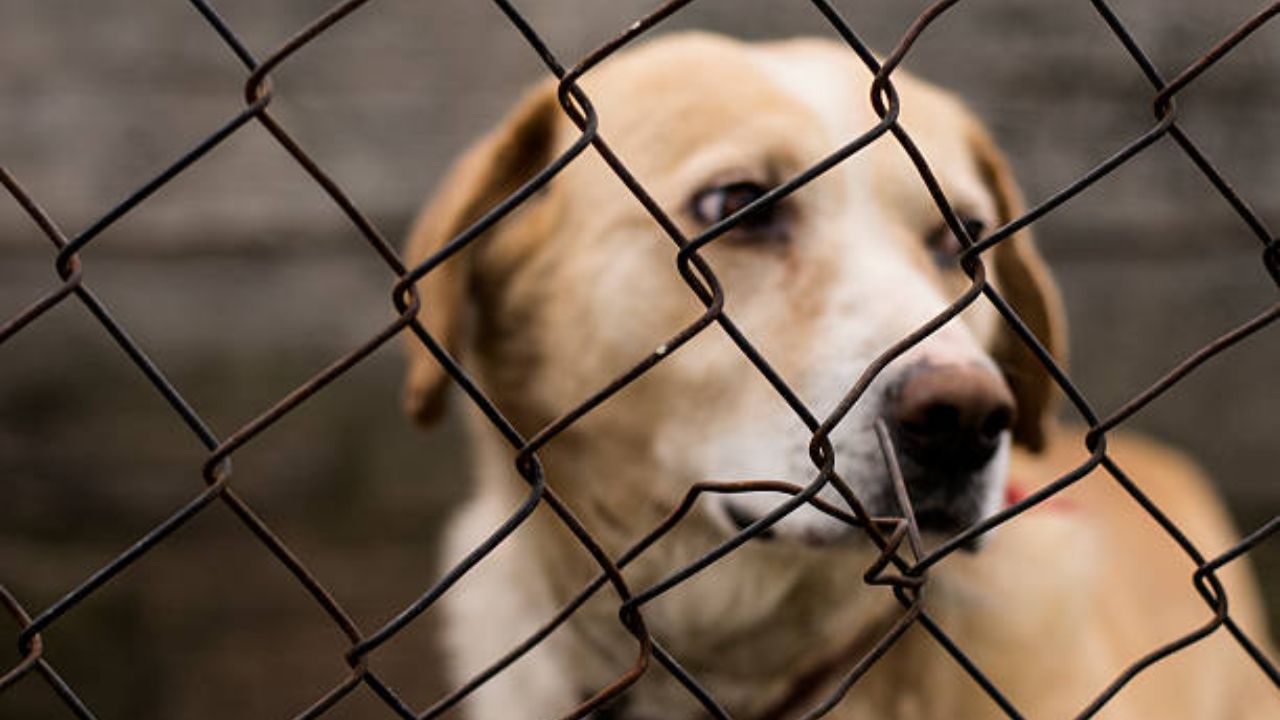 Nezahualcóyotl aprueba multas y arrestos para quienes maltraten animales