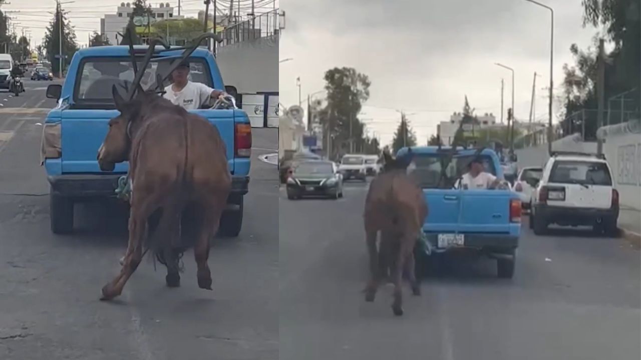 Arrastran contra pavimento a mula en Puebla; asociaciones denuncian hecho