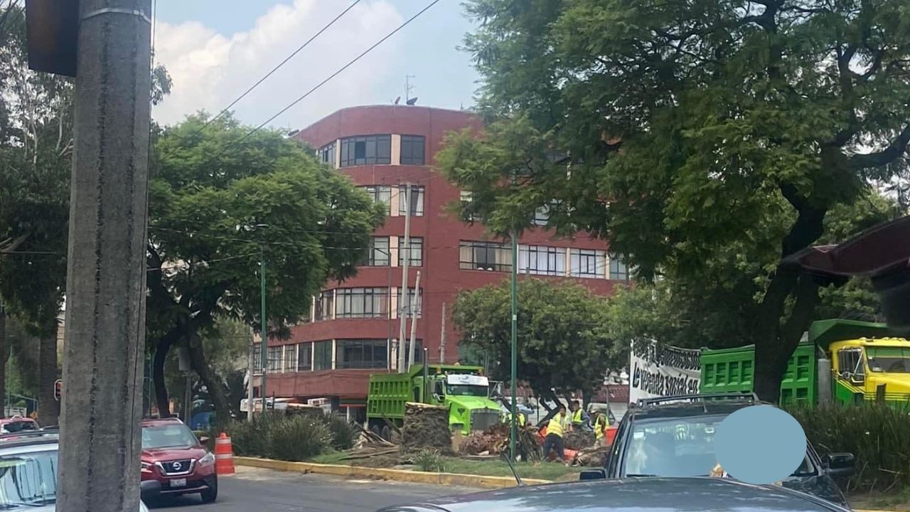 Por plaga, retiran palmeras en avenida Dr. Vertiz, alcaldía Benito Juárez