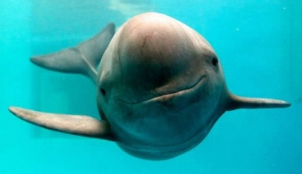 Biden no sancionó a México por cuidado de vaquita marina, revela AMLO