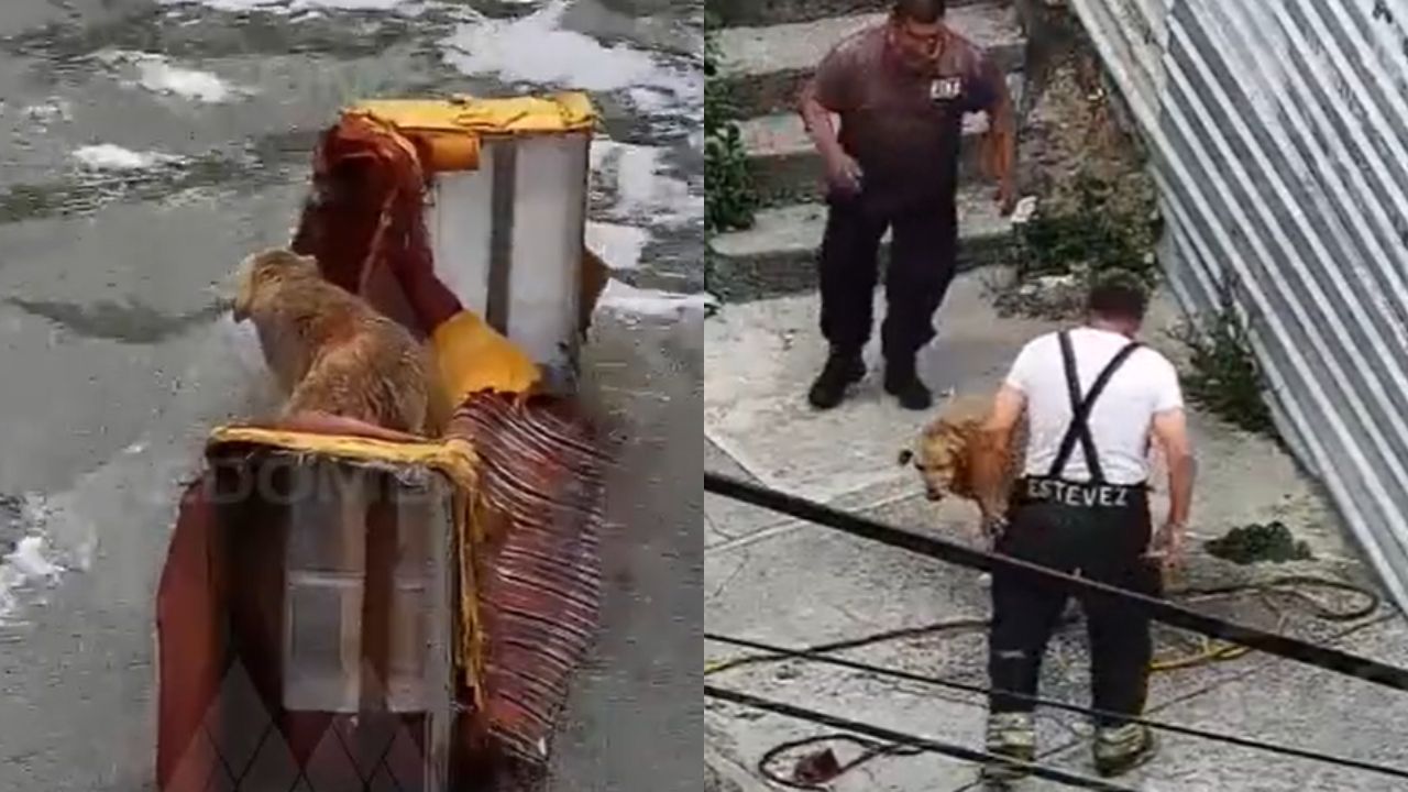 Bomberos rescatan a perrito de corriente de aguas negras, en Edomex