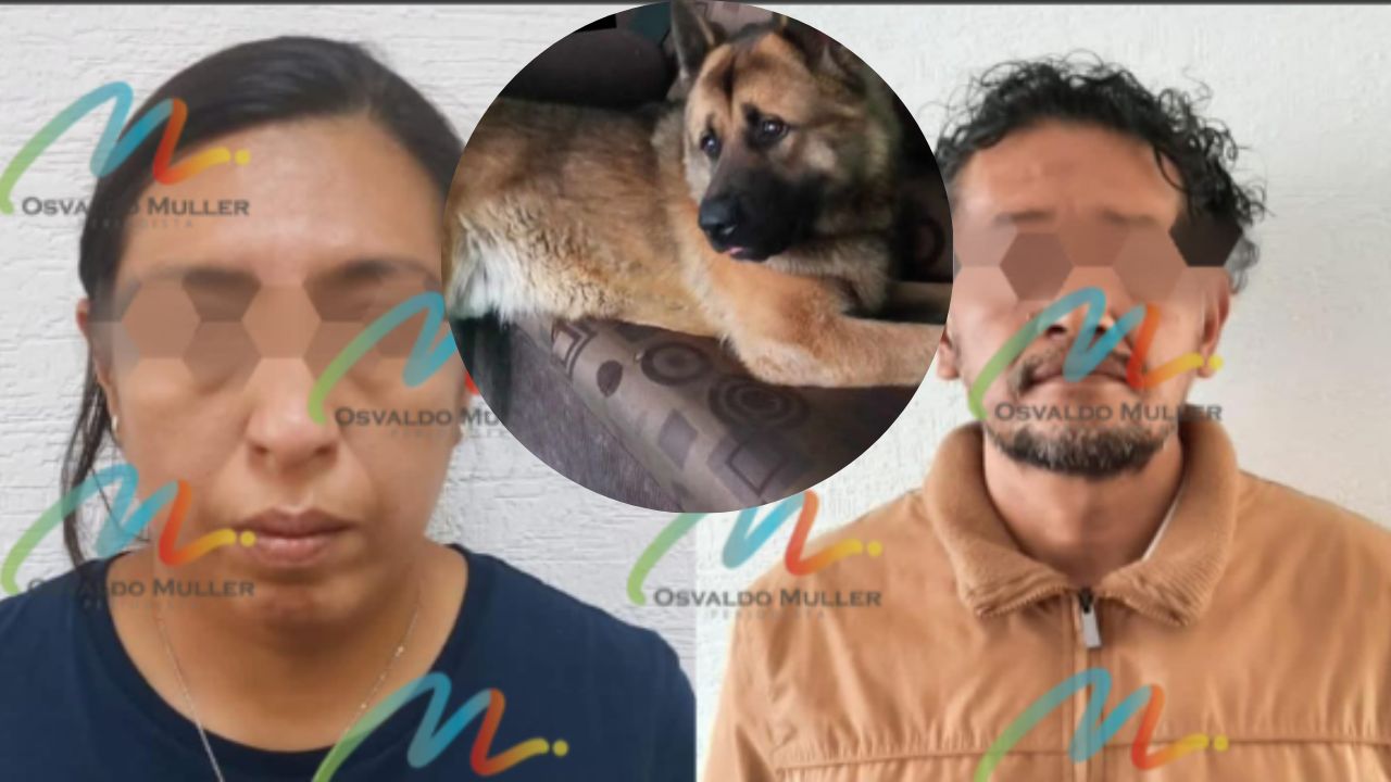 Caen dos personas por asesinato de “Kuko” perrito guía, en Edomex