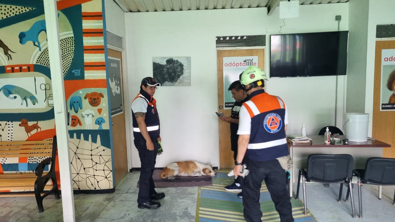 Rescatan a lomito en vías de la L8 del Metro: “Obrero” presenta quemaduras en sus patitas