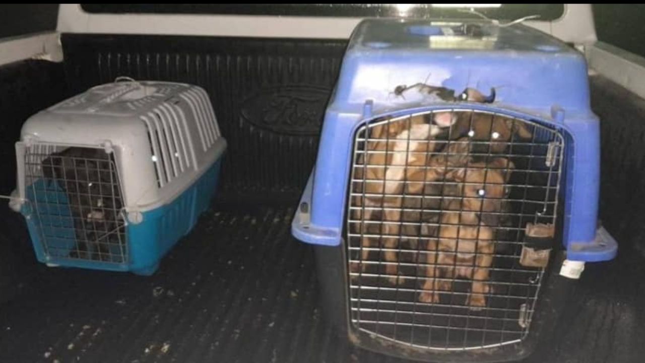 Multan con más de un millón de pesos a criadero de perros en NL