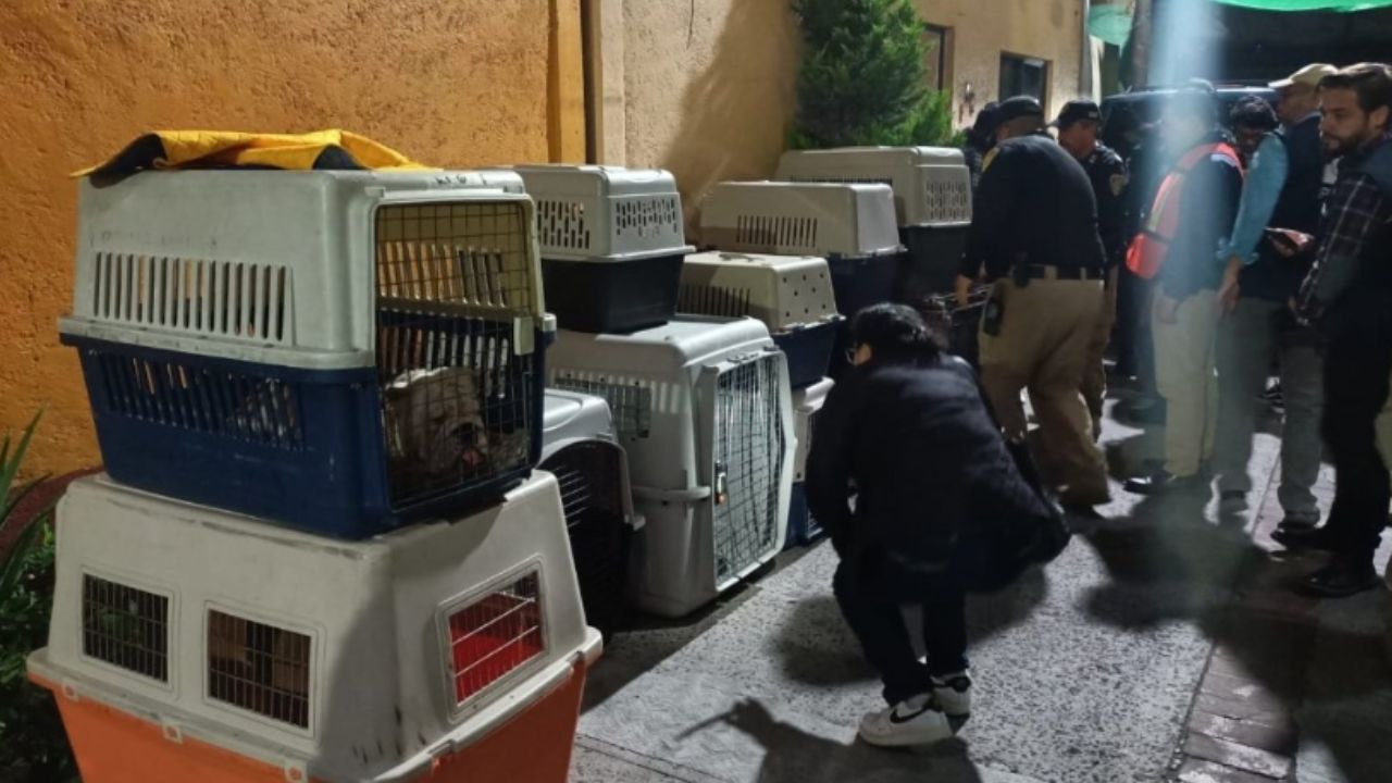 Rescatan a 25 perritos de un criadero en CDMX; hay un detenido