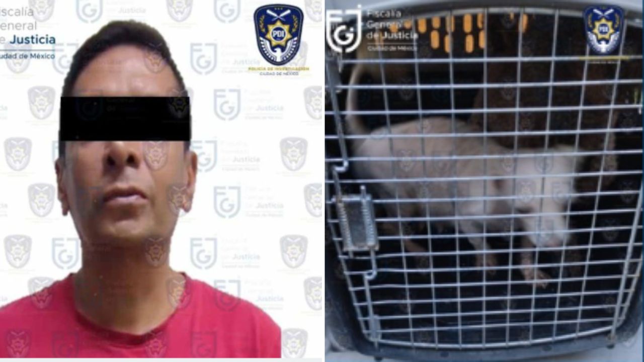 Rescatan a 6 perritos de maltrato en la Álvaro Obregón; hay un detenido