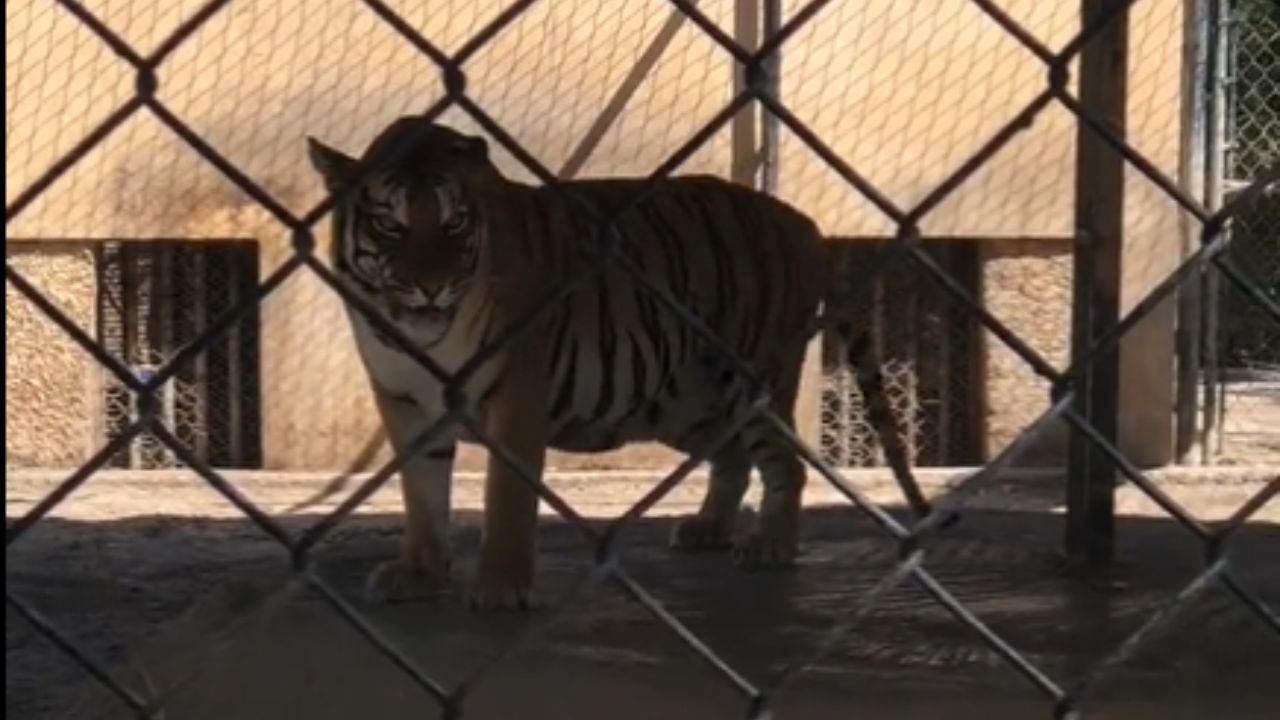 Tigre de bengala ataca a trabajadora de la Profepa en García, Nuevo León