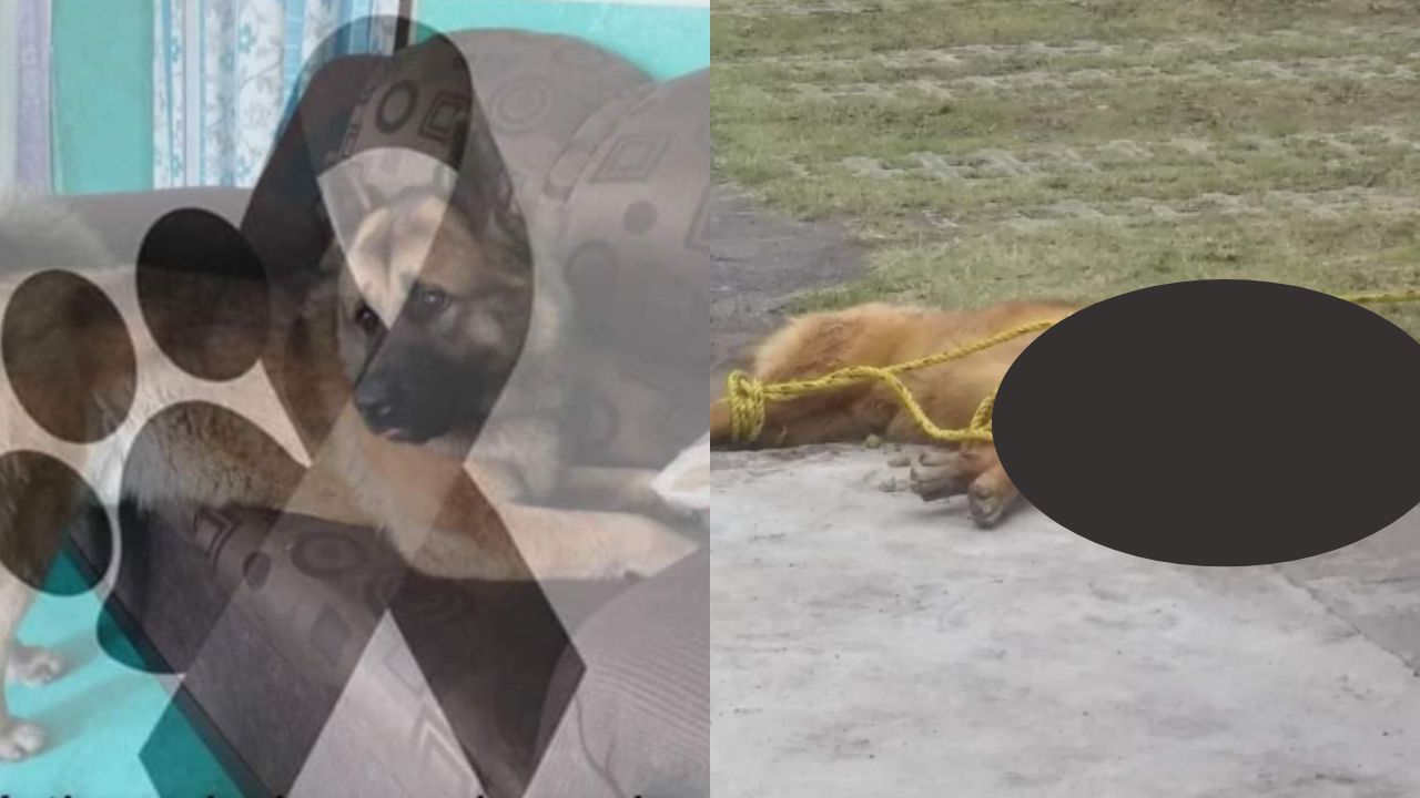 Vecinos de Nicolás Romera asesinan a perrito guía, en Edomex