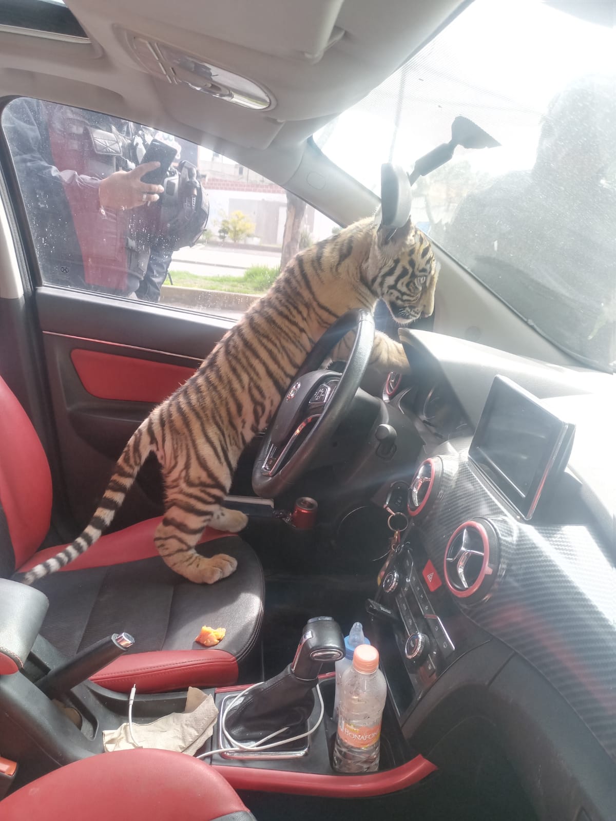 Policías de Nezahualcóyotl rescataron a un cachorro de tigre de bengala a bordo de un auto