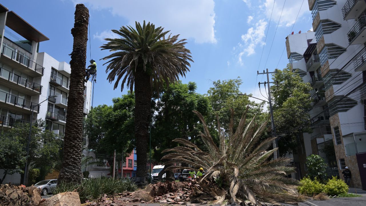 CDMX pierde las palmeras que la adornan debido al temible “picudo rojo”