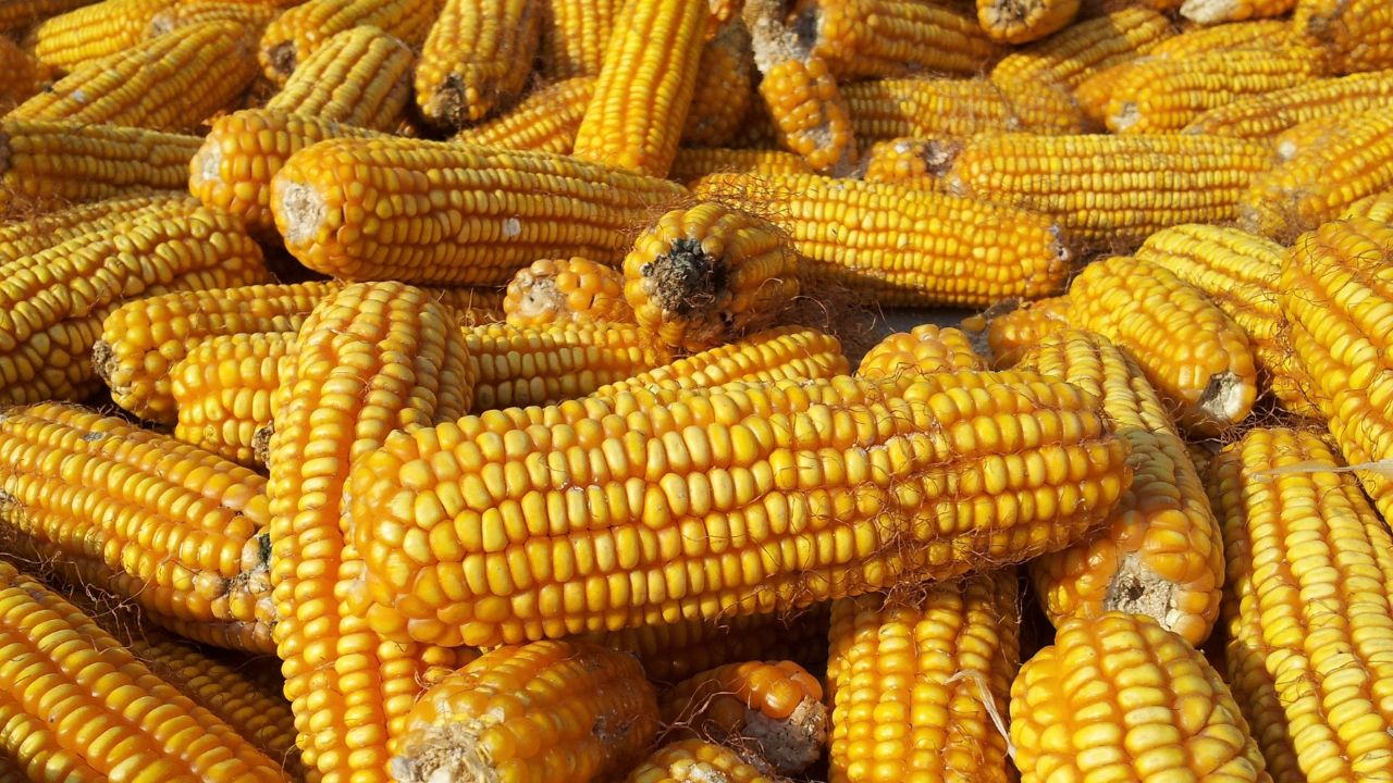 Canadá se suma a controversia de EUA por restricciones de México a importación de maíz transgénico