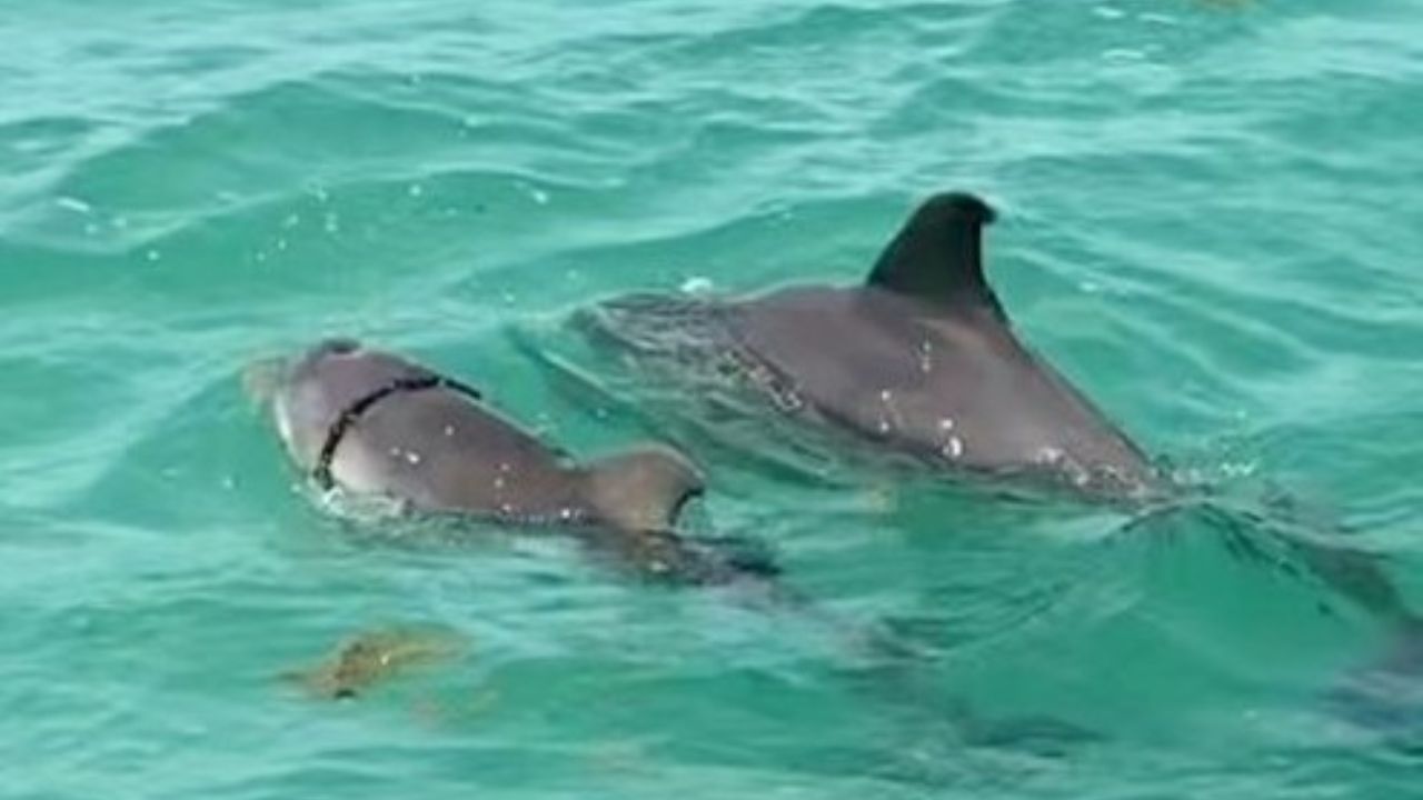 Salvan a delfín que tenía cuerda enredada en Quintana Roo