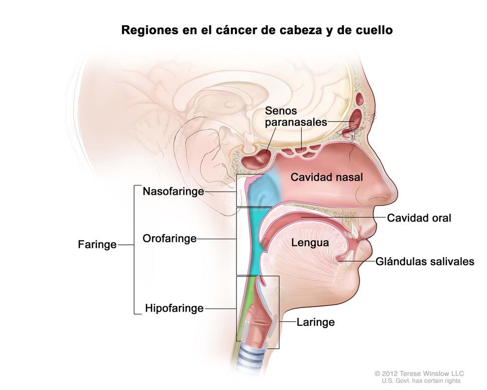 Sumamos + Vida cuando se diagnostica oportunamente el cáncer de cabeza y cuello