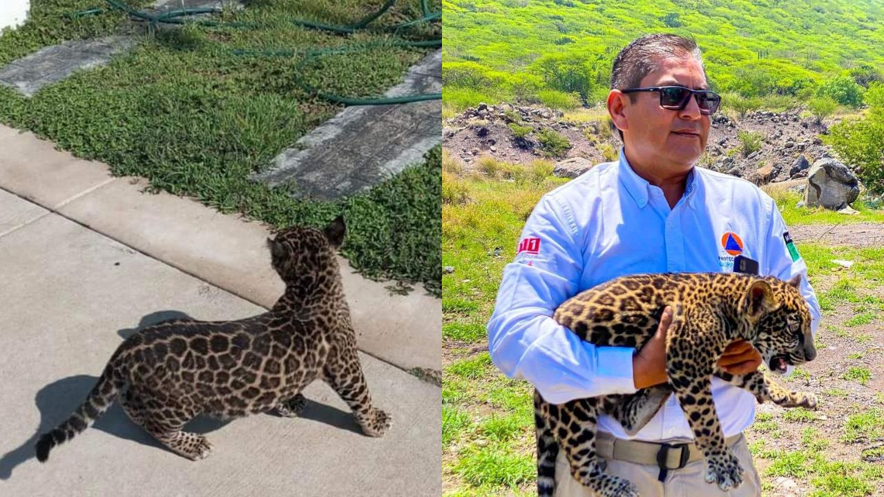 Encuentran un cachorro de jaguar en el municipio Corregidora, Querétaro