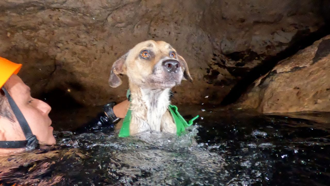 Rescatan a perrita en cenote de Yucatán; estaba a 12 metros de profundidad
