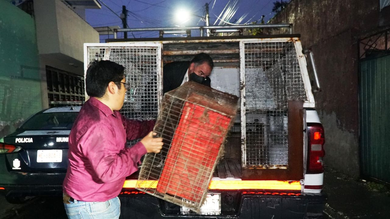 Rescatan a 31 perritos en Ecatepec; vivían en condiciones de hacinamiento