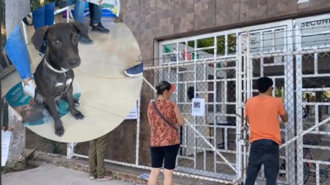 Perrita es abusada sexualmente por alumnos de secundaria en Sinaloa