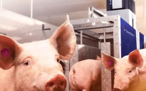 Modernización y especialización afianzan la industria porcicola