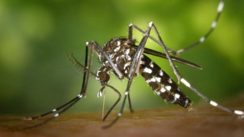 Aumentan casos de dengue en Quintana Roo: Última muerte, un niño de seis años