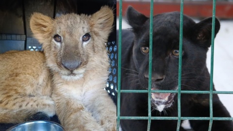 Rescatan a 3 cachorros de felinos tras operativo en Michoacán