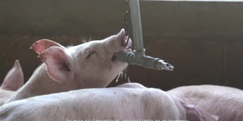 Logra Keken Doble certificación por excelencia en Bienestar Animal