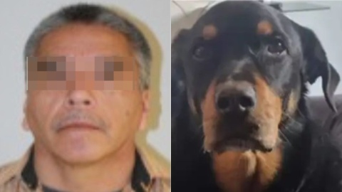 Hombre que quemó con acido a perrito Sbanch en Sonora, no será arrestado