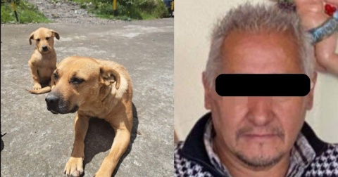 Sentencia a funcionario que envenenó a 8 perritos en Hidalgo