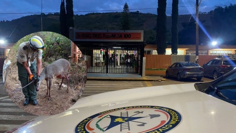 Rescatan a venado herido en una secundaria en Cd. Guzmán, Jalisco