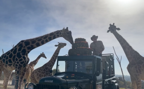 Benito, la jirafa rescatada, se une oficialmente a su nueva familia en Africam Safari
