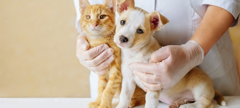 Esterilización Masiva, un grupo de veterinarios comprometidos con evitar la sobrepoblación de perros y gatos, ofrecerán su trabajo de forma gratuita en San Martín de las Pirámides, Estado de México